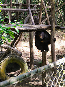 Moon bear hiding from the sun at Bear Rescue Center, while balancing on a wooden pier, close to Kuang Si waterfalls, Laos, photo by Ivan Kralj