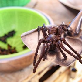 Close-up of a tarantula spider at Backstreet Academy's Fear Factor Challenge cooking class in Siem Reap, Cambodia, a country where they love eating insects, photo by Ivan Kralj