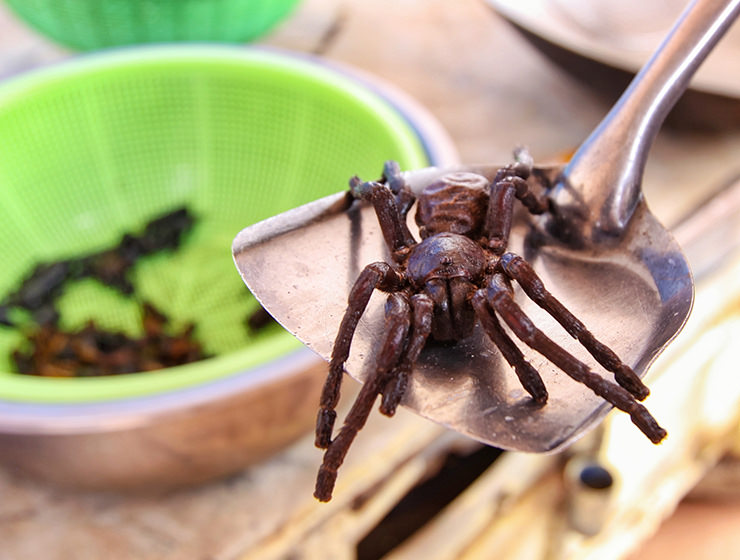 Close-up of a tarantula spider at Backstreet Academy's Fear Factor Challenge cooking class in Siem Reap, Cambodia, a country where they love eating insects, photo by Ivan Kralj