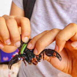 Holding a scorpion in hands at Backstreet Academy's Fear Factor Challenge, in Siem Reap, Cambodia, country where they love to eat insects, photo by Ivan Kralj