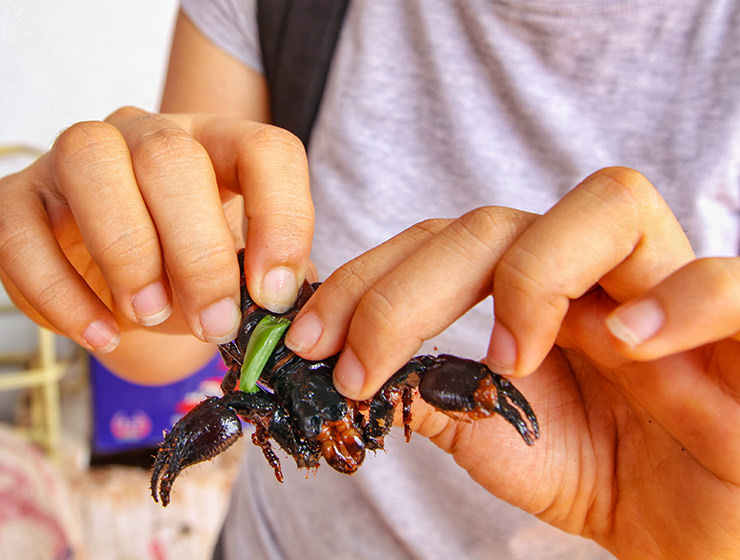 Holding a scorpion in hands at Backstreet Academy's Fear Factor Challenge, in Siem Reap, Cambodia, country where they love to eat insects, photo by Ivan Kralj