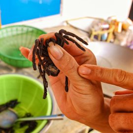 Showing tarantula's stingers at Backstreet Academy's Fear Factor Challenge cooking class in Siem Reap, Cambodia, a country where they love eating insects, photo by Ivan Kralj