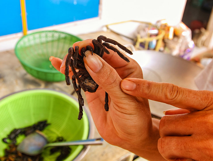 Showing tarantula's stingers at Backstreet Academy's Fear Factor Challenge cooking class in Siem Reap, Cambodia, a country where they love eating insects, photo by Ivan Kralj