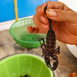 Holding a scorpion by his tail at Backstreet Academy's Fear Factor Challenge cooking class in Siem Reap, Cambodia, a country where they love eating insects, photo by Ivan Kralj