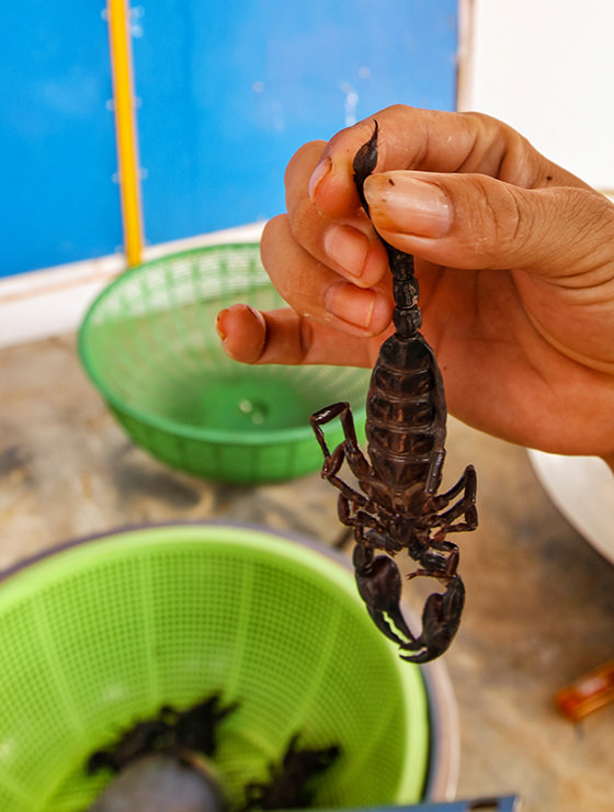 Holding a scorpion by his tail at Backstreet Academy's Fear Factor Challenge cooking class in Siem Reap, Cambodia, a country where they love eating insects, photo by Ivan Kralj