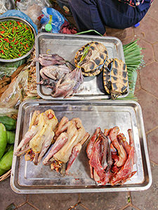 Turtles being sold next to ducks on the Old Market in Siem Reap, Cambodia, photo by Ivan Kralj