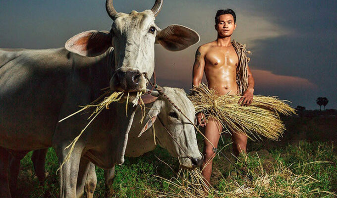 Naked and muscular gay Khmer - Cambodian peasant feeding his cows with hay on the field, photograph created for calendar Men of Cambodia 2018/2019 by Space Hair Salon and Bar