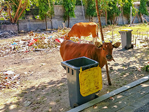 Cows eating garbage in Bali, Indonesia, photo by Ivan Kralj