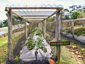 Strawberries growing in the garden of Munduk Moding Plantation, in Bali, Indonesia, photo by Ivan Kralj