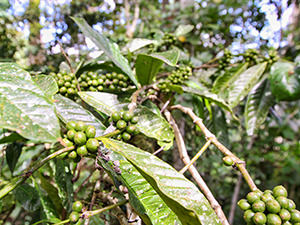 Coffee plant at Munduk Moding Plantation, the only resort set on a working coffee plantation in Bali, Indonesia, photo by Ivan Kralj