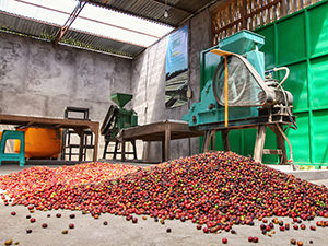 Red coffee beans on the floor in the sorting room at Munduk Moding Plantation, the only Bali resort set on the working coffee plantation, Indonesia, photo by Ivan Kralj