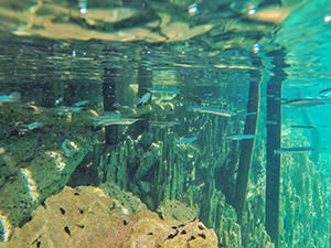 Schools of needlefish swimming in the waters of Kayangan Lake, Coron Island, Palawan. Philippines, photo by Ivan Kralj