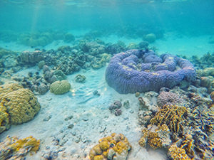 Corals of Las Islas de Coral, near CYC island, one of the stops in Coron Island Tour, island hopping tour, Palawan, Philippines, photo by Ivan Kralj