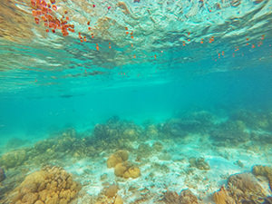 Jellyfish floating above the Malwawey Coral Garden, Coron Palawan, Philippines, photo by Ivan Kralj