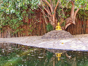 Buddha statue under a Bodhi tree, in front of the small pond at Wat Phantao, a must-see temple in Chiang Mai, Thailand, photo by Ivan Kralj