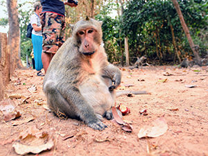 Obese macaque monkey next to the road to Angkor Thom, popular site of religious tourism in Cambodia, photo by Ivan Kralj