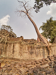 Tree growing over the building at Preah Khan, Angkor temple in Cambodia, photo by Ivan Kralj
