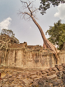 Tree growing over the building at Preah Khan, Angkor temple in Cambodia, photo by Ivan Kralj