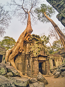 Tree growing over the building in Ta Prohm, jungle temple in Angkor, Cambodia, photo by Ivan Kralj