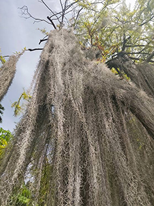 The Bald cypress with gray-hair-like appearance, in Botanical Garden Tenerife in Puerto de la Cruz, Spain, photo by Ivan Kralj