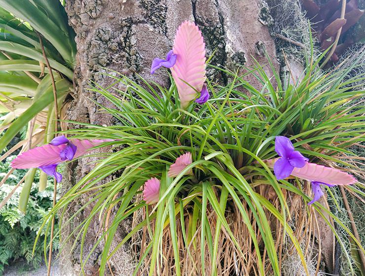 Botanical Garden Tenerife in Puerto de la Cruz, Spain, photo by Ivan Kralj