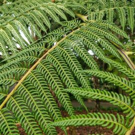 Botanical Garden Tenerife in Puerto de la Cruz, Spain, photo by Ivan Kralj