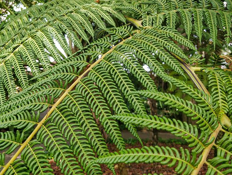 Botanical Garden Tenerife in Puerto de la Cruz, Spain, photo by Ivan Kralj