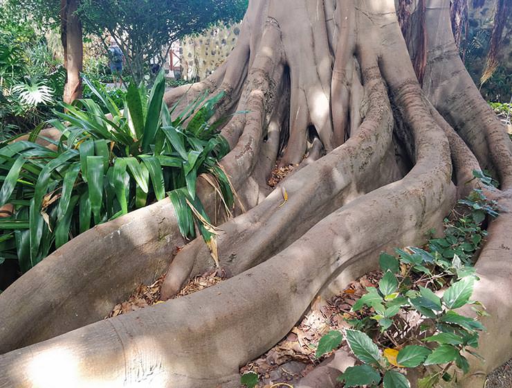 Botanical Garden Tenerife in Puerto de la Cruz, Spain, photo by Ivan Kralj