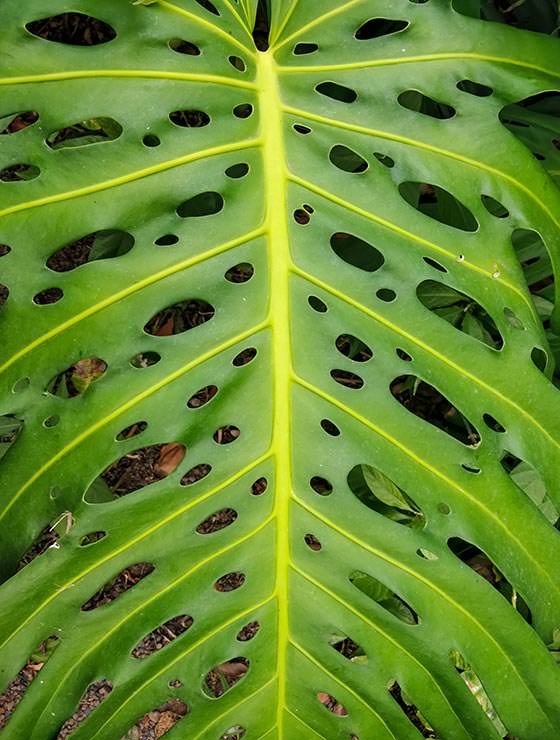 Botanical Garden Tenerife in Puerto de la Cruz, Spain, photo by Ivan Kralj
