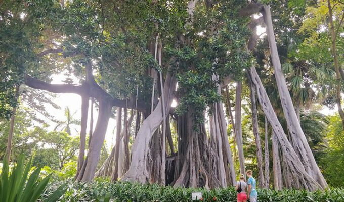 Lord Howe island fig with gigantic roots in the Botanical Garden Tenerife in Puerto de la Cruz, Spain, photo by Ivan Kralj