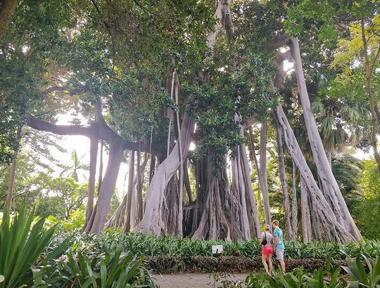 Lord Howe island fig with gigantic roots in the Botanical Garden Tenerife in Puerto de la Cruz, Spain, photo by Ivan Kralj