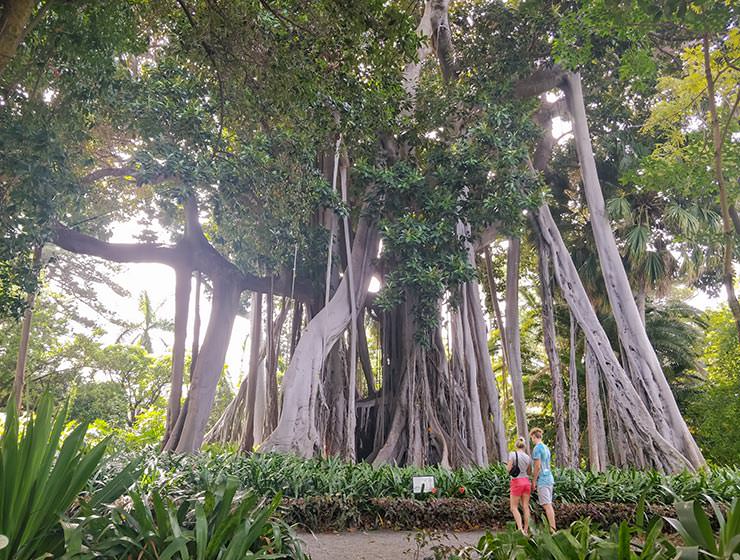Lord Howe island fig with gigantic roots in the Botanical Garden Tenerife in Puerto de la Cruz, Spain, photo by Ivan Kralj
