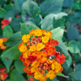 Botanical Garden Tenerife in Puerto de la Cruz, Spain, photo by Ivan Kralj