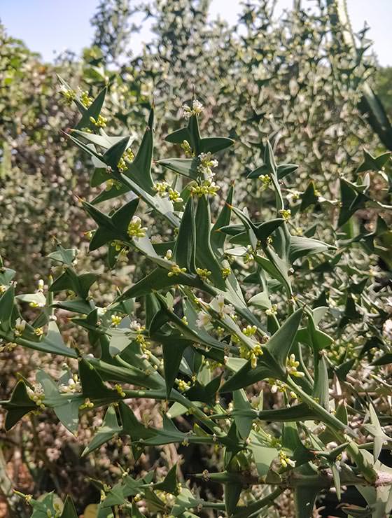 Botanical Garden Tenerife in Puerto de la Cruz, Spain, photo by Ivan Kralj