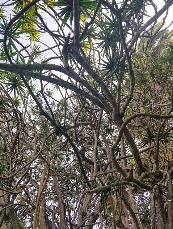 Botanical Garden Tenerife in Puerto de la Cruz, Spain, photo by Ivan Kralj