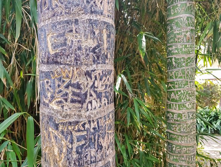 Botanical Garden Tenerife in Puerto de la Cruz, Spain, photo by Ivan Kralj