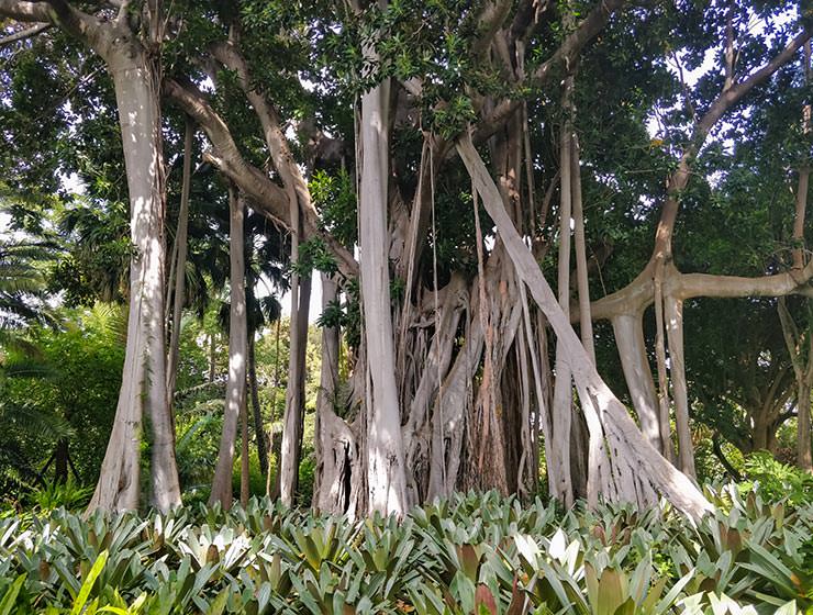 Botanical Garden Tenerife in Puerto de la Cruz, Spain, photo by Ivan Kralj