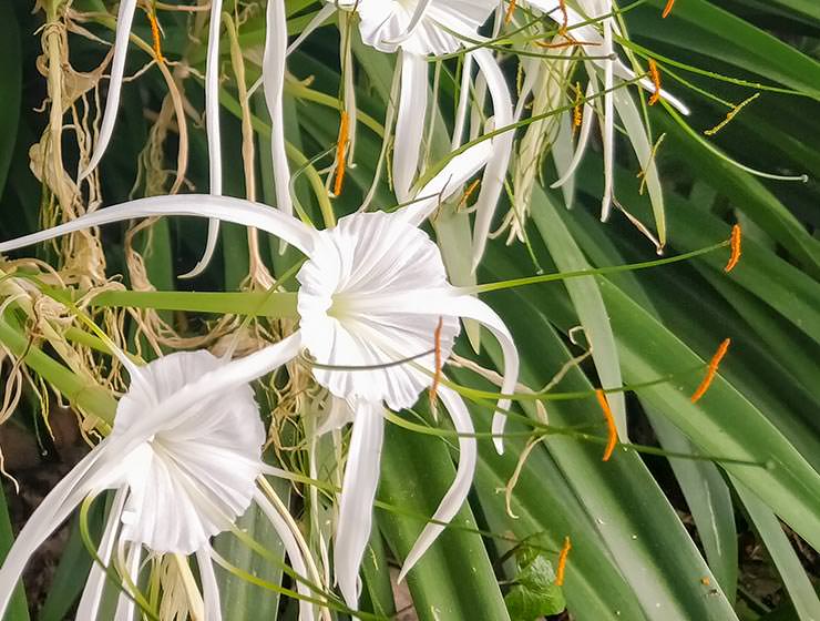 Botanical Garden Tenerife in Puerto de la Cruz, Spain, photo by Ivan Kralj