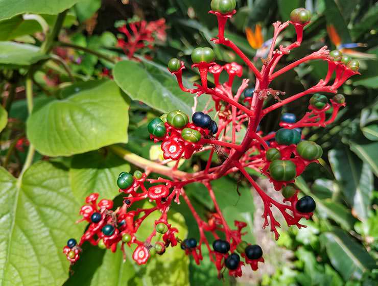 Botanical Garden Tenerife in Puerto de la Cruz, Spain, photo by Ivan Kralj