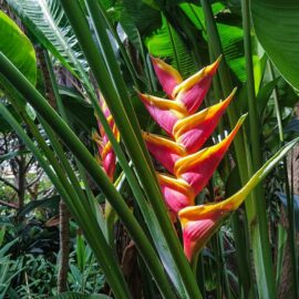 Botanical Garden Tenerife in Puerto de la Cruz, Spain, photo by Ivan Kralj