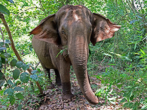 The elephant in the forest during the jungle trek of Mondulkiri Project in Cambodia, photo by Ivan Kralj