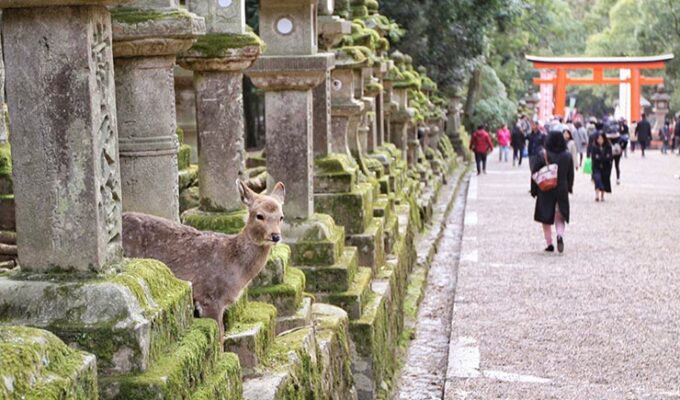 A fawn protruding its head in between the stone lanterns in Kasuga-taisha shrine in Nara Deer Park, Japan, photo by Ivan Kralj