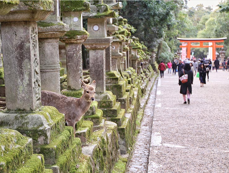 A fawn protruding its head in between the stone lanterns in Kasuga-taisha shrine in Nara Deer Park, Japan, photo by Ivan Kralj