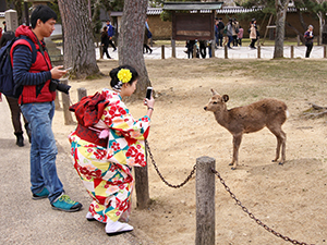 A Japanese woman in a colorful kimono taking a picture of a deer with her phone, in Nara Deer Park, Japan, photo by Ivan Kralj