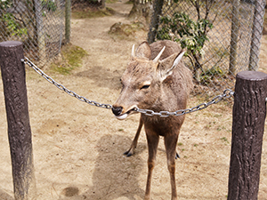 A young buck chewing on a chain fence in Nara Deer Park, Japan, photo by Ivan Kralj