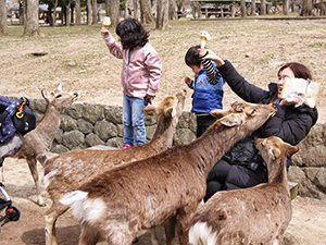 A mom and two children trying to hold their ice-creams and snacks up high, so that hungry deer couldn't reach them, in Nara Deer Park, Japan, photo by Ivan Kralj