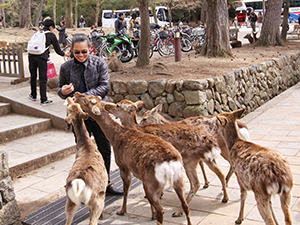 A woman feeding deer with Shika Senbei, deer crackers, in Nara Deer Park, Japan, photo by Ivan Kralj