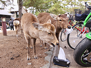 Deer eating Kleenex paper tissues they pulled down off one bicycle parked in Nara Deer Park, Japan, photo by Ivan Kralj