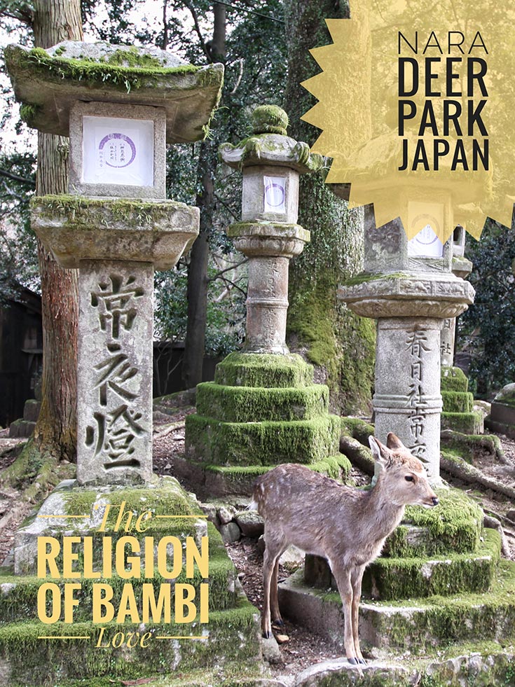 Deer are sacred animals in Nara, Japan's first permanent capital! Protected by Shinto religion, fawns, does, bucks and stags found the save heaven in Nara Deer Park. These messengers of gods, as Japanese see them, will even bow in front of you! Welcome to Nara, the city with thousands free-roaming deer!