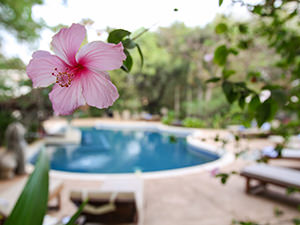 Flower in the first plane, and swimming pool in the background with a bokeh effect, at Sojourn Boutique Villas, Siem Reap, Cambodia, photo by Ivan Kralj